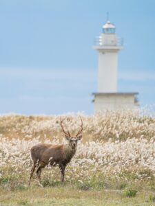 北海道で子供と楽しむお出かけスポットはゴールデンウィークにおすすめ？