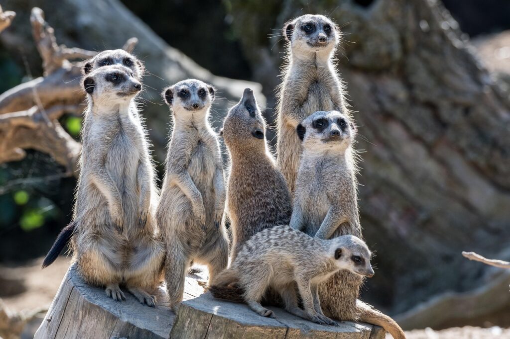 ゴールデンウィークに動物園はどれくらい混雑するの？