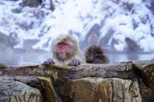 ゴールデンウィークに子連れで楽しむ東北の温泉はどこがいい？