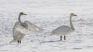 北海道で家族が楽しめる自然体験ツアーの魅力は？