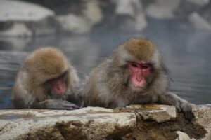 子連れで楽しむ関東の露天風呂はどこがおすすめ？