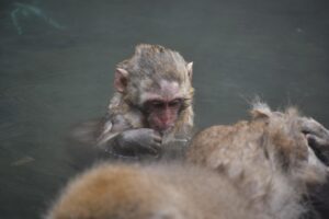 家族旅行に最適な露天風呂付き客室のおすすめは？