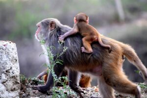 家族旅行でのゴールデンウィークに最適な予算の立て方は？