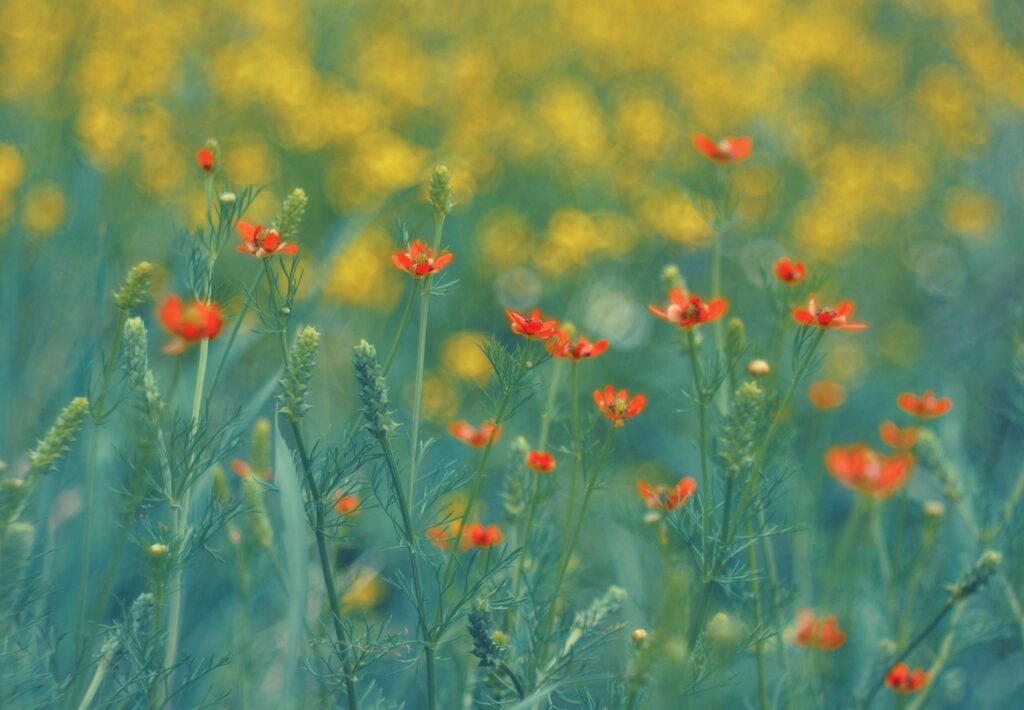 家族旅行で季節の花を見に行くおすすめスポットは？