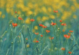 家族旅行で季節の花を見に行くおすすめスポットは？