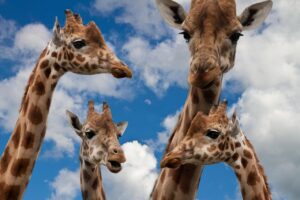 ゴールデンウィークの家族旅行で知っておくべき安全対策は？