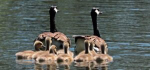 ゴールデンウィークに家族旅行で楽しむ自然体験のおすすめは？