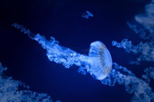 ゴールデンウィークに家族旅行で行くべき水族館のおすすめは？