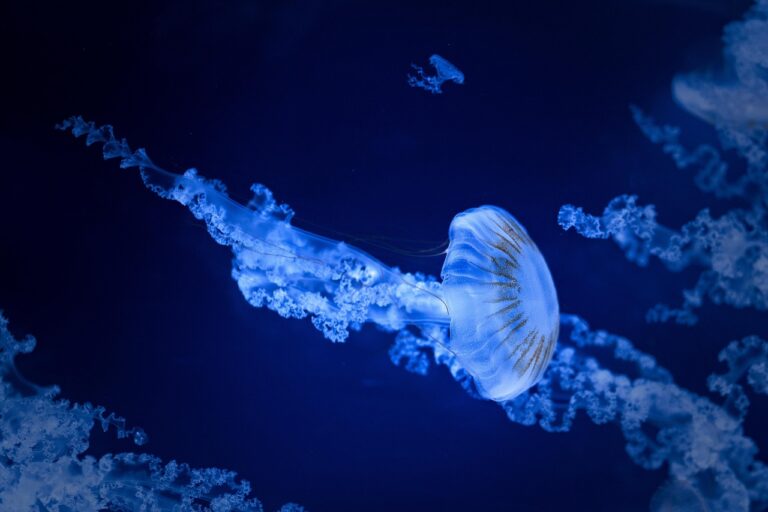 ゴールデンウィークに家族旅行で行くべき水族館のおすすめは？