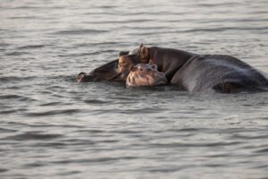 ゴールデンウィークに家族旅行で赤ちゃん連れにおすすめのスポットは？
